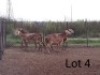3+1X MEATMASTER OOI/EWE VILLERIA MEATMASTERS (PER STUK OM LOT TE NEEM/PER PIECE TO TAKE LOT)