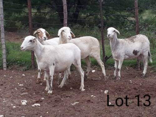 4X MEATMASTER OOI/EWE VILLERIA MEATMASTERS (PER STUK OM LOT TE NEEM/PER PIECE TO TAKE LOT)