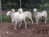 4X MEATMASTER OOI/EWE VILLERIA MEATMASTERS (PER STUK OM LOT TE NEEM/PER PIECE TO TAKE LOT)