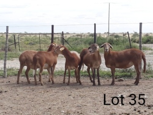 6X MEATMASTER OOI/EWE VILLERIA MEATMASTERS (PER STUK OM LOT TE NEEM/PER PIECE TO TAKE LOT)