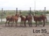 6X MEATMASTER OOI/EWE VILLERIA MEATMASTERS (PER STUK OM LOT TE NEEM/PER PIECE TO TAKE LOT)