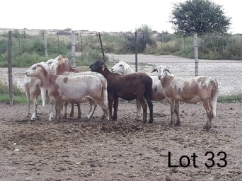 7X MEATMASTER OOI/EWE VILLERIA MEATMASTERS (PER STUK OM LOT TE NEEM/PER PIECE TO TAKE LOT)