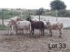 7X MEATMASTER OOI/EWE VILLERIA MEATMASTERS (PER STUK OM LOT TE NEEM/PER PIECE TO TAKE LOT)