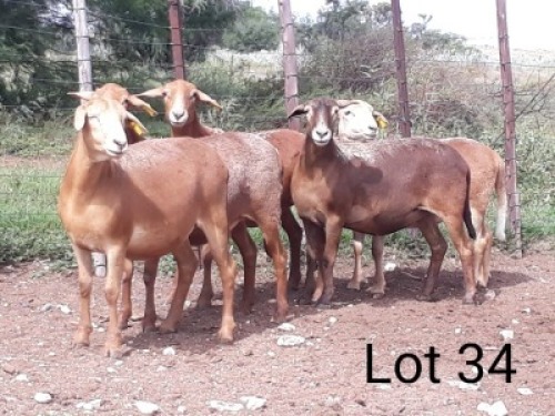4X MEATMASTER OOI/EWE VILLERIA MEATMASTERS (PER STUK OM LOT TE NEEM/PER PIECE TO TAKE LOT)