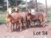 4X MEATMASTER OOI/EWE VILLERIA MEATMASTERS (PER STUK OM LOT TE NEEM/PER PIECE TO TAKE LOT)