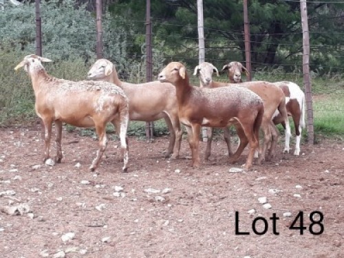 5X MEATMASTER OOI/EWE VILLERIA MEATMASTERS (PER STUK OM LOT TE NEEM/PER PIECE TO TAKE LOT)