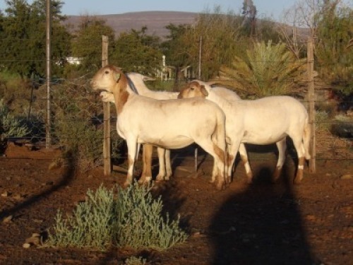 4X MEATMASTER OOI/EWE WILGERBOOM MEATMASTERS (PER STUK OM LOT TE NEEM/PER PIECE TO TAKE LOT)