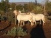 4X MEATMASTER OOI/EWE WILGERBOOM MEATMASTERS (PER STUK OM LOT TE NEEM/PER PIECE TO TAKE LOT)