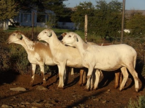 4X MEATMASTER OOI/EWE WILGERBOOM MEATMASTERS (PER STUK OM LOT TE NEEM/PER PIECE TO TAKE LOT)