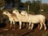 4X MEATMASTER OOI/EWE WILGERBOOM MEATMASTERS (PER STUK OM LOT TE NEEM/PER PIECE TO TAKE LOT)