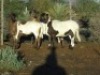 3X MEATMASTER OOI/EWE WILGERBOOM MEATMASTERS (PER STUK OM LOT TE NEEM/PER PIECE TO TAKE LOT)