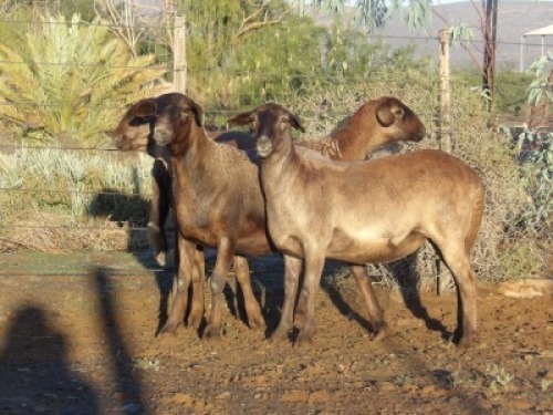 4X MEATMASTER OOI/EWE WILGERBOOM MEATMASTERS (PER STUK OM LOT TE NEEM/PER PIECE TO TAKE LOT)