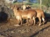 4X MEATMASTER OOI/EWE WILGERBOOM MEATMASTERS (PER STUK OM LOT TE NEEM/PER PIECE TO TAKE LOT)