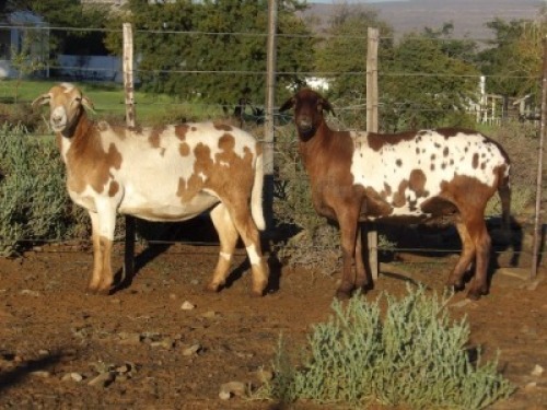 2X MEATMASTER OOI/EWE WILGERBOOM MEATMASTERS (PER STUK OM LOT TE NEEM/PER PIECE TO TAKE LOT)