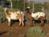 2X MEATMASTER OOI/EWE WILGERBOOM MEATMASTERS (PER STUK OM LOT TE NEEM/PER PIECE TO TAKE LOT)