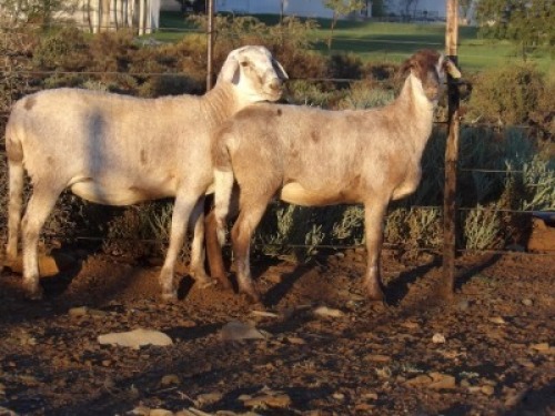 2X MEATMASTER OOI/EWE WILGERBOOM MEATMASTERS (PER STUK OM LOT TE NEEM/PER PIECE TO TAKE LOT)