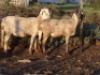 2X MEATMASTER OOI/EWE WILGERBOOM MEATMASTERS (PER STUK OM LOT TE NEEM/PER PIECE TO TAKE LOT)