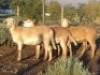 3X MEATMASTER OOI/EWE WILGERBOOM MEATMASTERS (PER STUK OM LOT TE NEEM/PER PIECE TO TAKE LOT)
