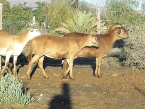 4X MEATMASTER OOI/EWE WILGERBOOM MEATMASTERS (PER STUK OM LOT TE NEEM/PER PIECE TO TAKE LOT)