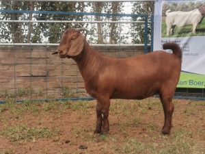 1X KALAHARI RED OOI/EWE FLOCK KARSTEN BOERBOKSTOET