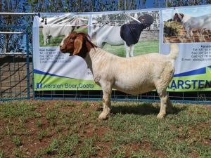 1X BOERBOK OOI/EWE STUD KARSTEN BOERBOKSTOET