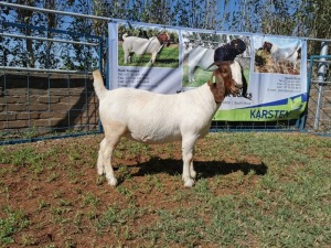 1X BOERBOK OOI/EWE FLOCK KARSTEN BOERBOKSTOET