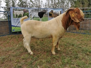 1X BOERBOK RAM FLOCK COLOUR KARSTEN BOERBOKSTOET