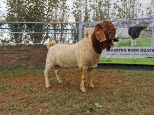 1X BOERBOK RAM FLOCK KARSTEN BOERBOKSTOET