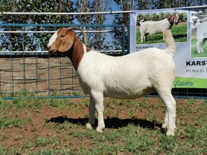 1X BOERBOK OOI/EWE STUD KARSTEN BOERBOKSTOET