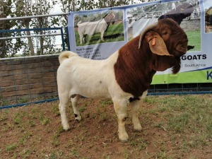 1X BOERBOK RAM FLOCK KARSTEN BOERBOKSTOET