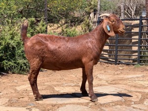 LOT 130 1X OOI/EWE Jac en Rina Jordaan Kalahari Reds STUD