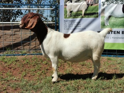 1X BOERBOK OOI/EWE FLOCK KARSTEN BOERBOKSTOET