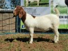 1X BOERBOK OOI/EWE FLOCK KARSTEN BOERBOKSTOET