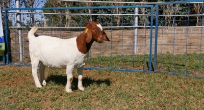 1X BOERBOK OOI/EWE FLOCK COLOUR KARSTEN BOERBOKSTOET