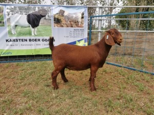 1X KALAHARI RED OOI/EWE FLOCK KARSTEN BOERBOKSTOET