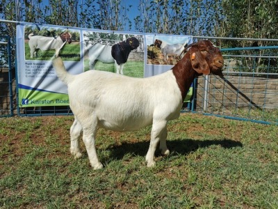 1X BOERBOK OOI/EWE FLOCK KARSTEN BOERBOKSTOET