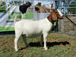 1X BOERBOK OOI/EWE FLOCK KARSTEN BOERBOKSTOET