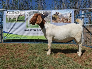 1X BOERBOK OOI/EWE FLOCK KARSTEN BOERBOKSTOET