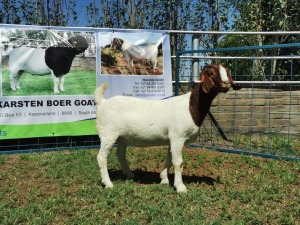 1X BOERBOK OOI/EWE FLOCK KARSTEN BOERBOKSTOET