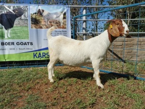 1X BOERBOK OOI/EWE FLOCK KARSTEN BOERBOKSTOET