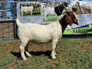 1X BOERBOK OOI/EWE FLOCK KARSTEN BOERBOKSTOET