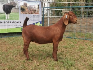 ONTTREK - 1X KALAHARI RED OOI/EWE KARSTEN BOERBOKSTOET