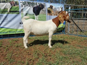 1X BOERBOK OOI/EWE FLOCK KARSTEN BOERBOKSTOET