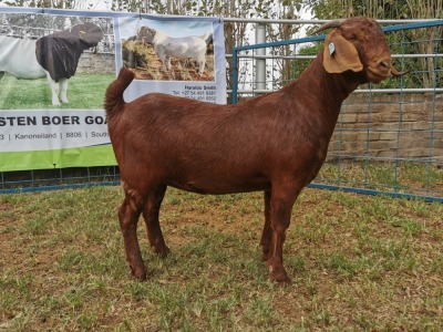 1X KALAHARI RED OOI/EWE FLOCK KARSTEN BOERBOKSTOET