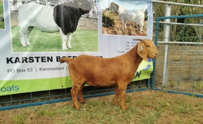 1X KALAHARI RED OOI/EWE FLOCK KARSTEN BOERBOKSTOET