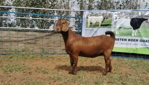 1X KALAHARI RED OOI/EWE FLOCK KARSTEN BOERBOKSTOET