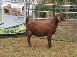 1X KALAHARI RED OOI/EWE FLOCK COLOUR KARSTEN BOERBOKSTOET