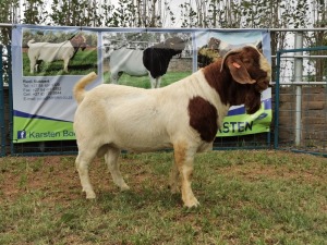 1X BOERBOK RAM FLOCK KARSTEN BOERBOKSTOET