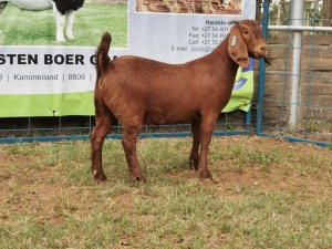 1X KALAHARI RED OOI/EWE PS KARSTEN BOERBOKSTOET