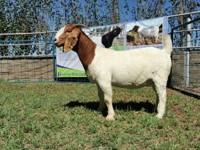 1X BOERBOK OOI/EWE FLOCK KARSTEN BOERBOKSTOET